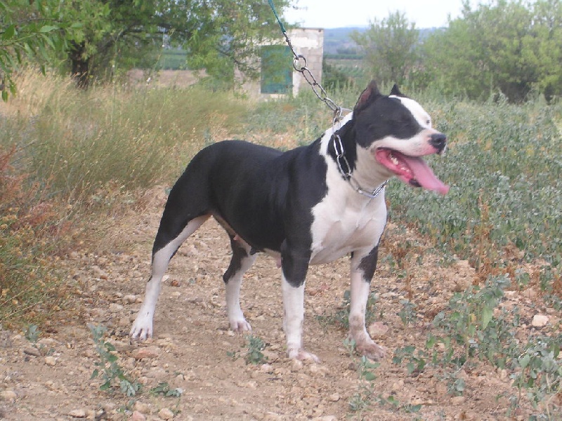 Uncanny girl du chant de hienda