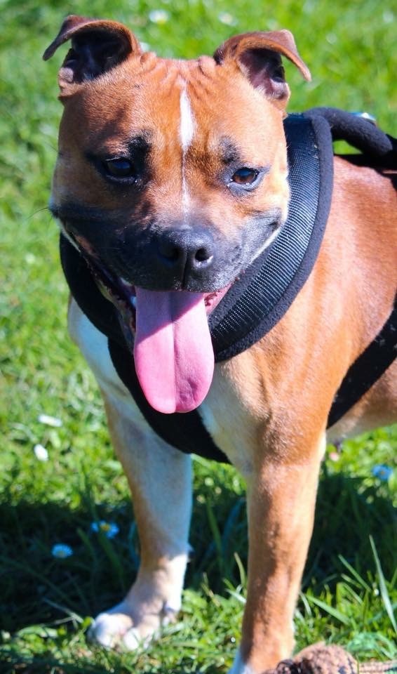 chiots nés à l'élevage du chant de Hienda,photos de nos clients 2018