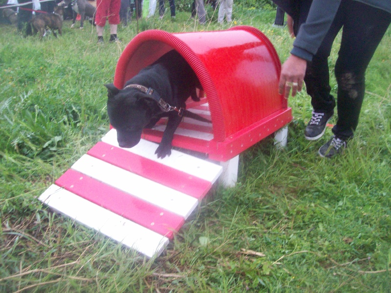 concours interne agility avril 2013