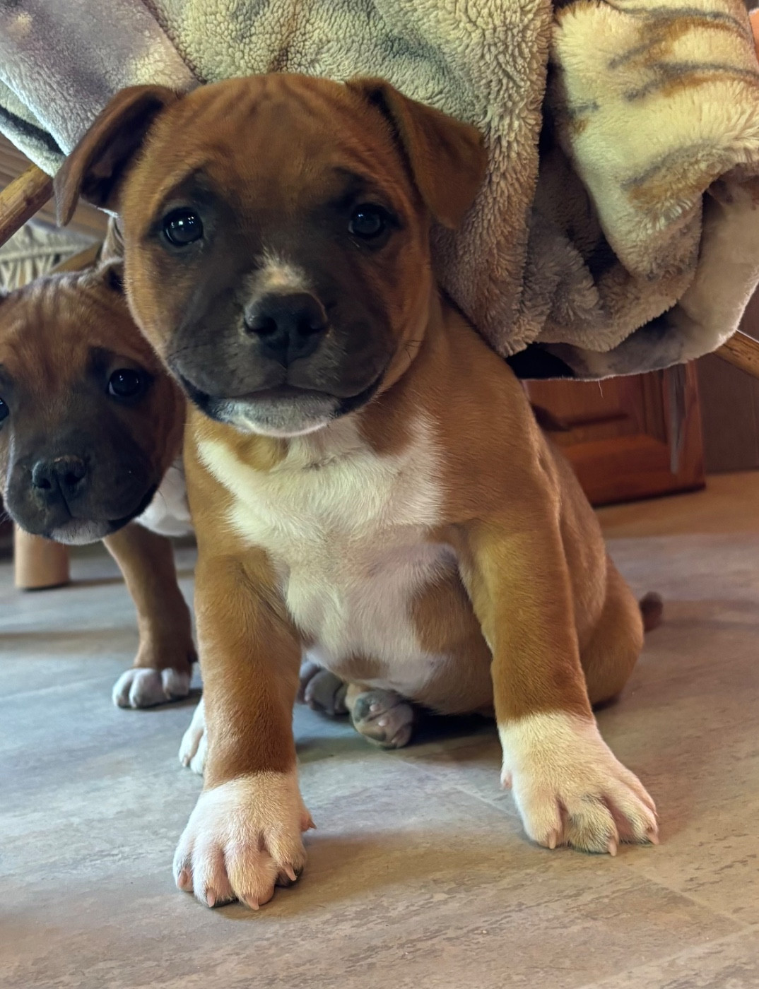 du chant de hienda - Chiots disponibles - Staffordshire Bull Terrier